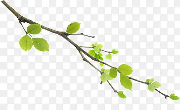 ��ɫ������֦������-������