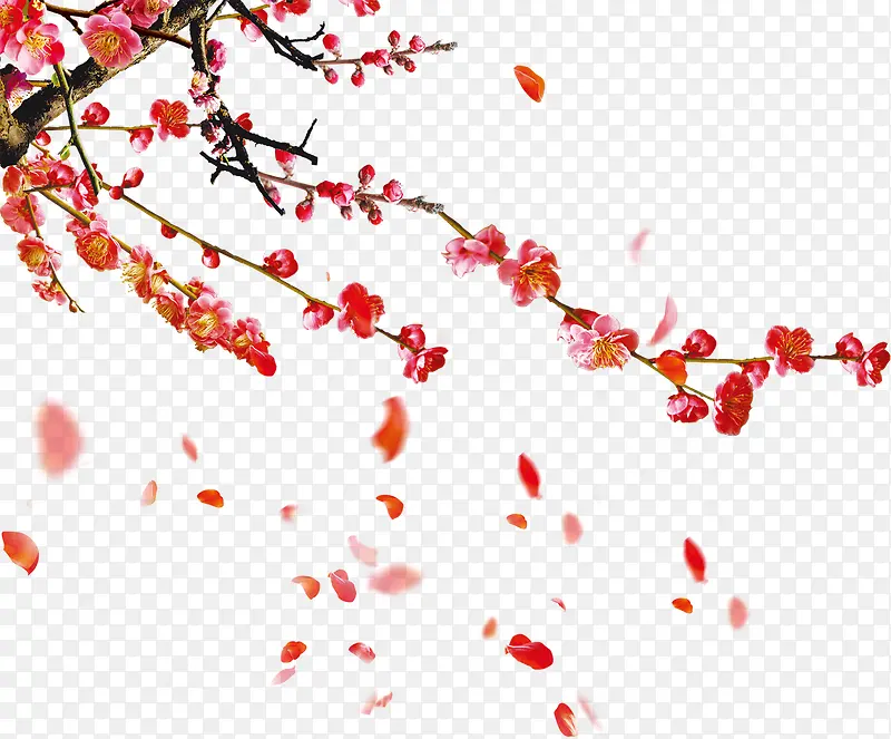 ���Ļ�֦-������