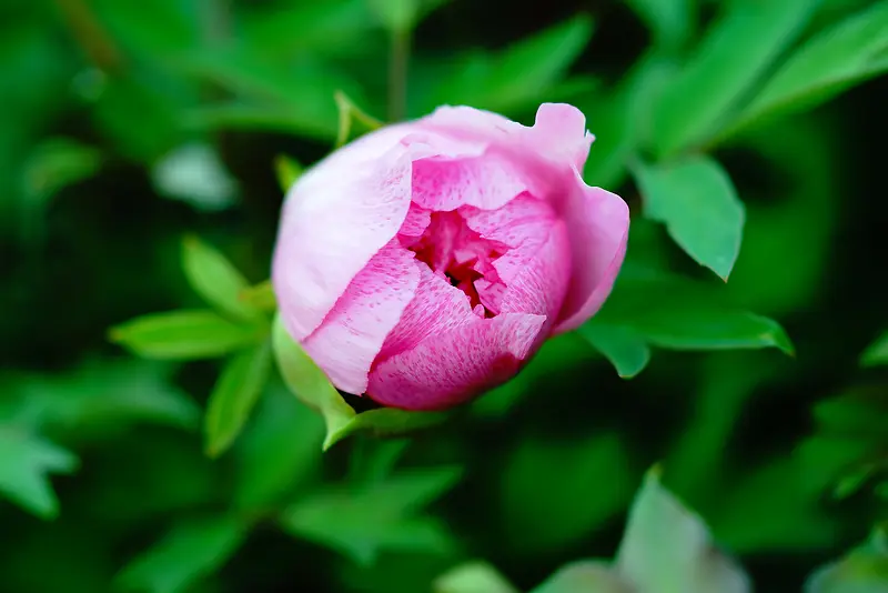 С�컨��Ҷ������Ӱͼ-������