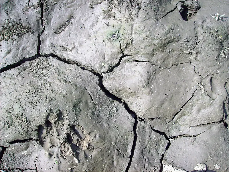 �����ѷ챳��-������