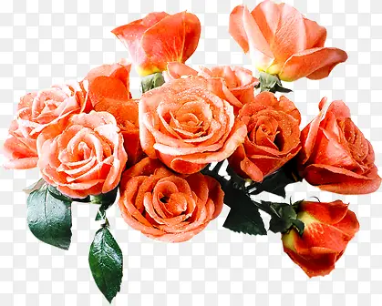 ������Ӱ��ɫõ�廨����Ч��-������