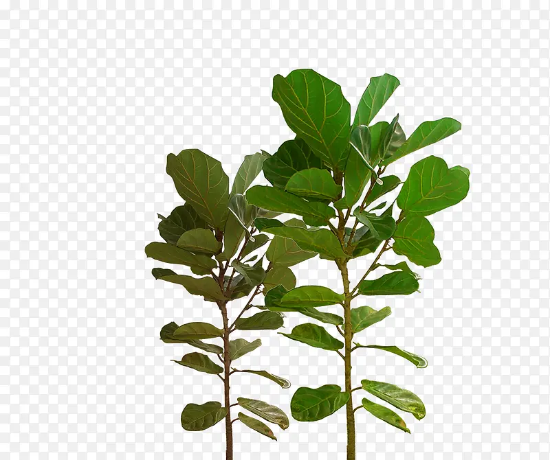 ��ɫ��֦-������