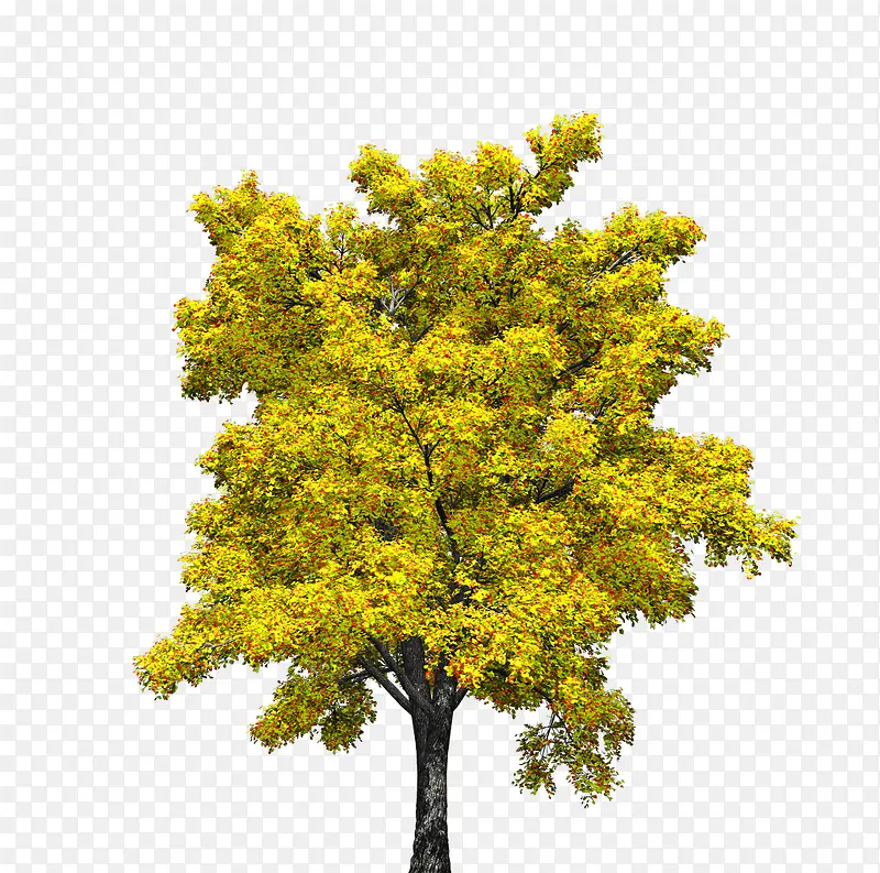 ��ɫ����-������