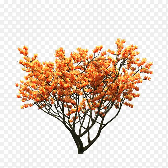 ��������ɫ��ֲ����-������