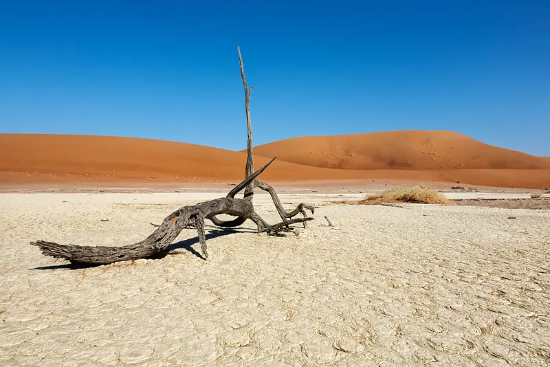 ɳĮ����֦�����ֽ-������