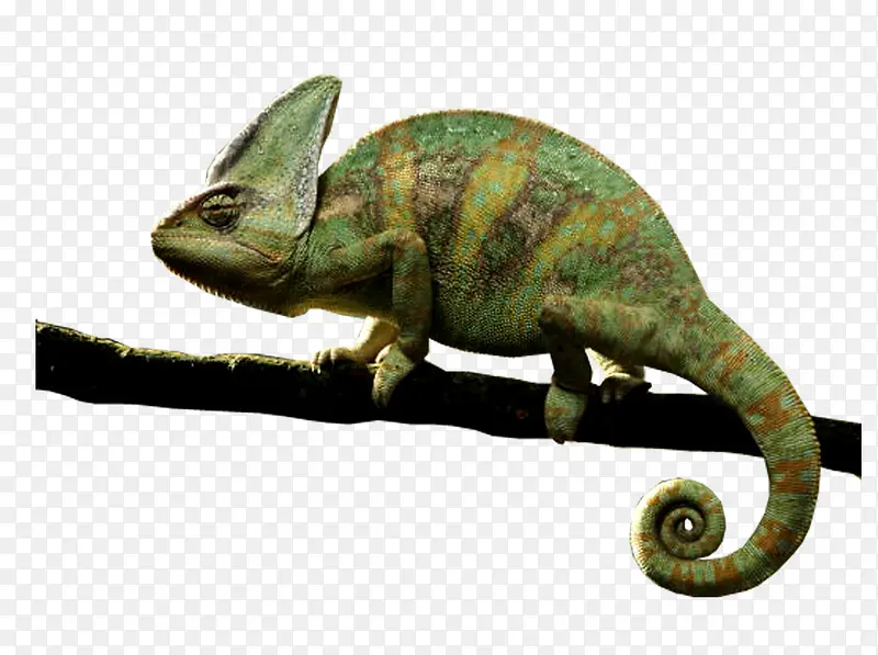 ��ɫ�� ����-������