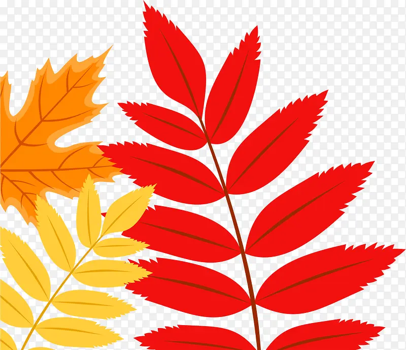 ��ɫ��Ҷ����-������