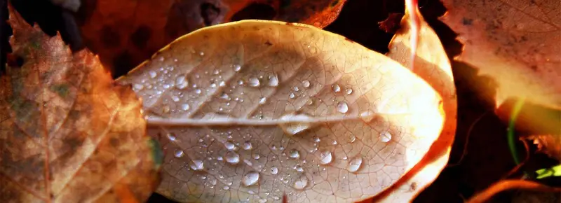 ��ɫ��ҶƬ-������