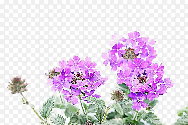 ���޲��������-������