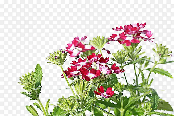 ���޲��������-������