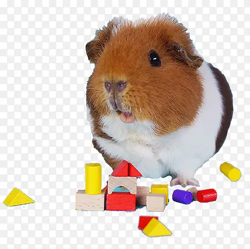 �ɰ�����-������