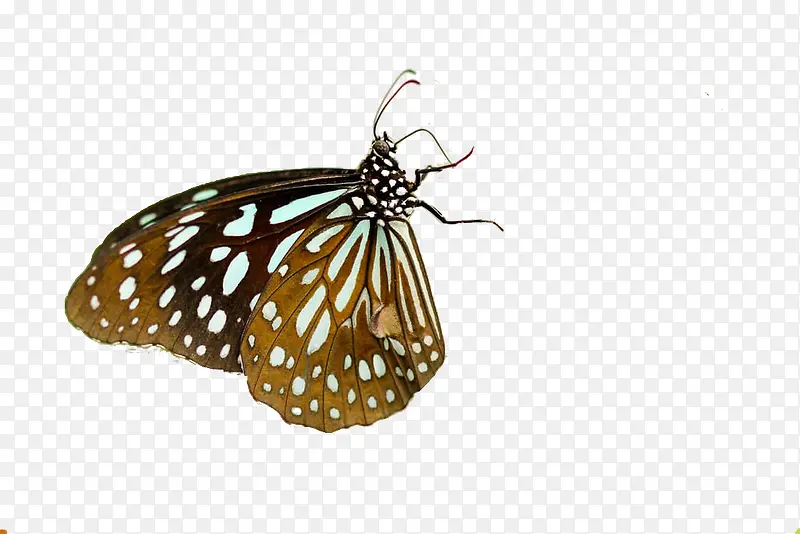 һֻ����-������