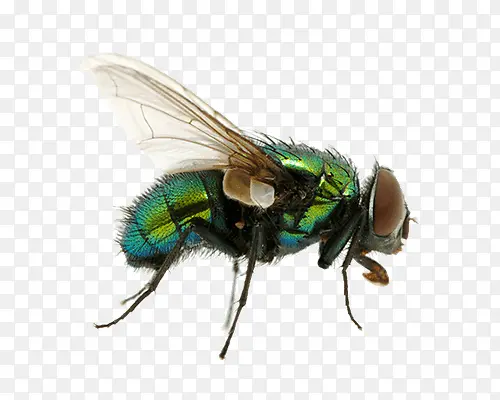 һֻ�̲�Ӭ-������