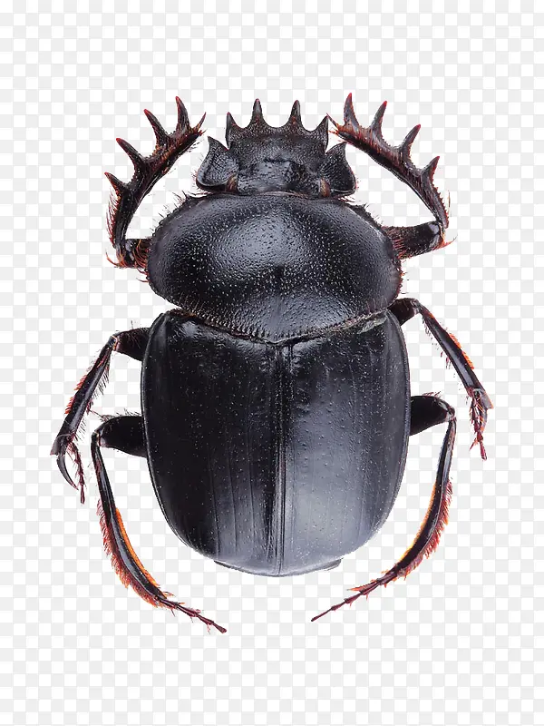 һֻ����-������