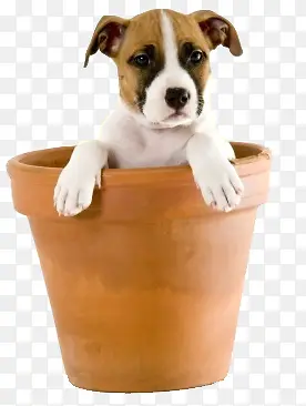 ��ͨ�����زĶ���ͼƬ�ز�-������