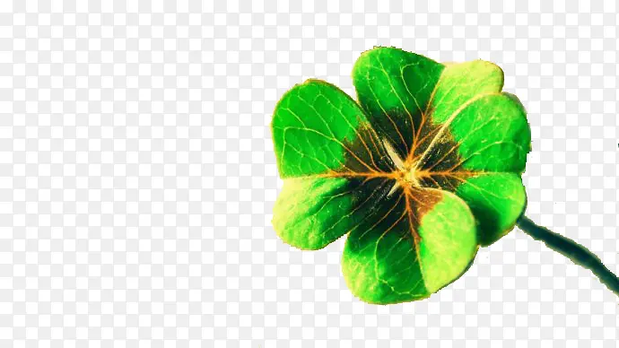 ������Ҷ������ز�-������