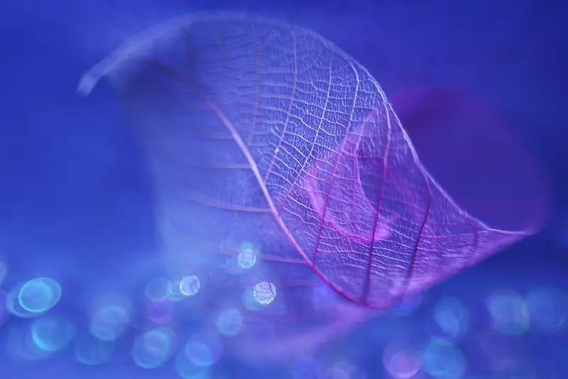 ��Ӱģ�����θ����ֽ-������