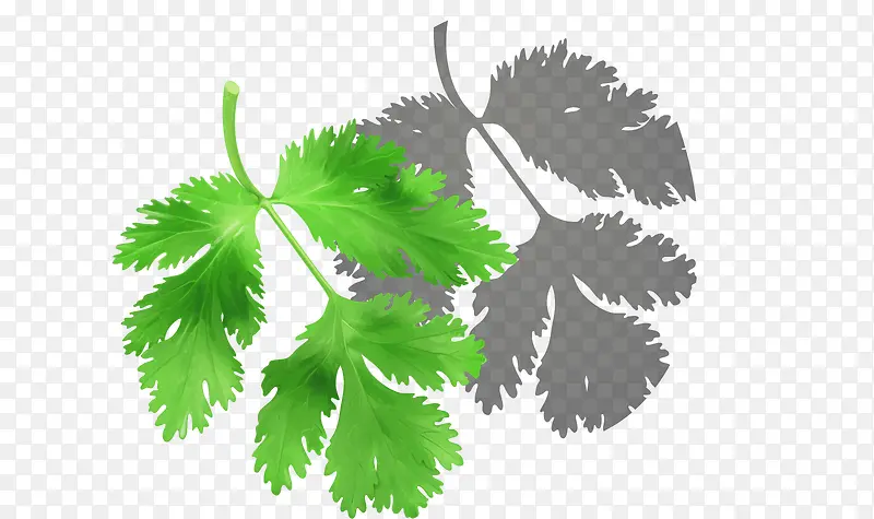 ʸ����ɫ��ɫ�۲�Ҷ���߲�-������