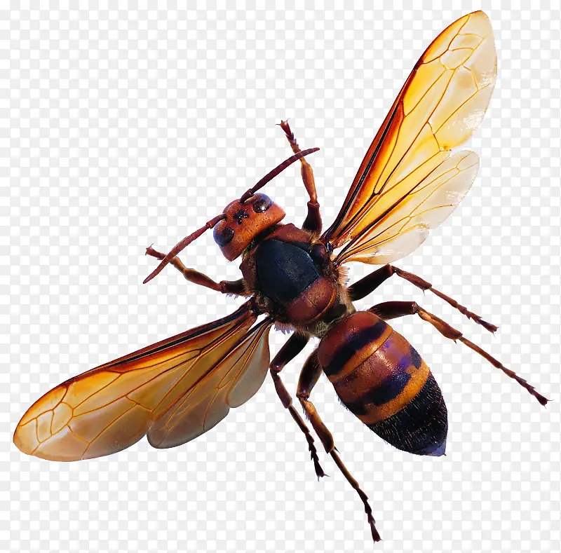 һֻ�۷�-������