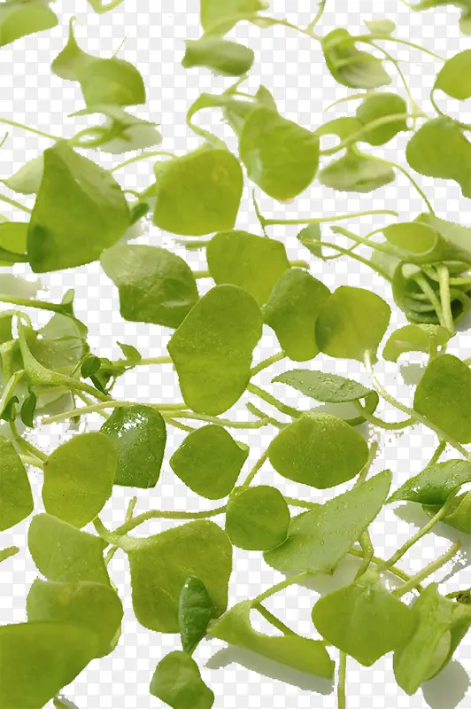 ��ɫ�߲�-������