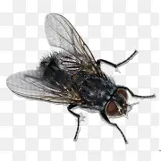 ��Ӭ-������