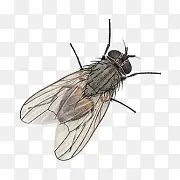 ��Ӭ-������