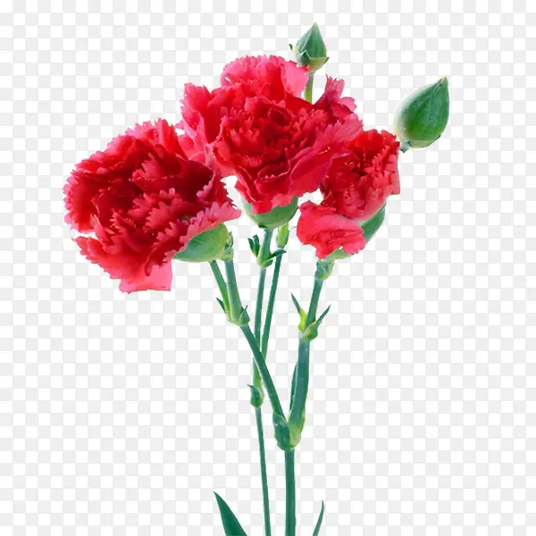 ��ɫ���޿���ܰ-������