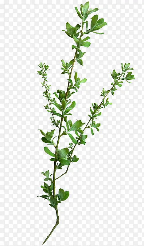 ��ɫ��֦ͼ��-������