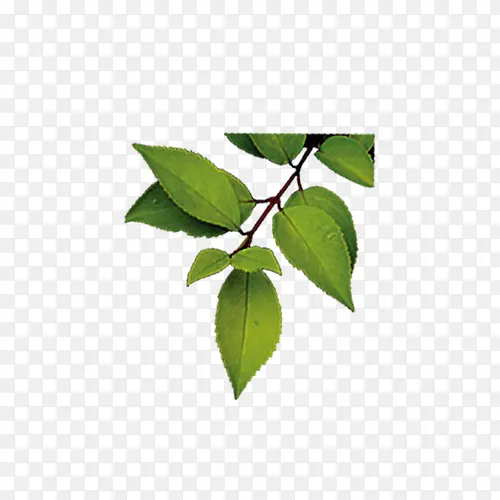 �����ɫ��Ҷ��ƽ��Ԫ��-������