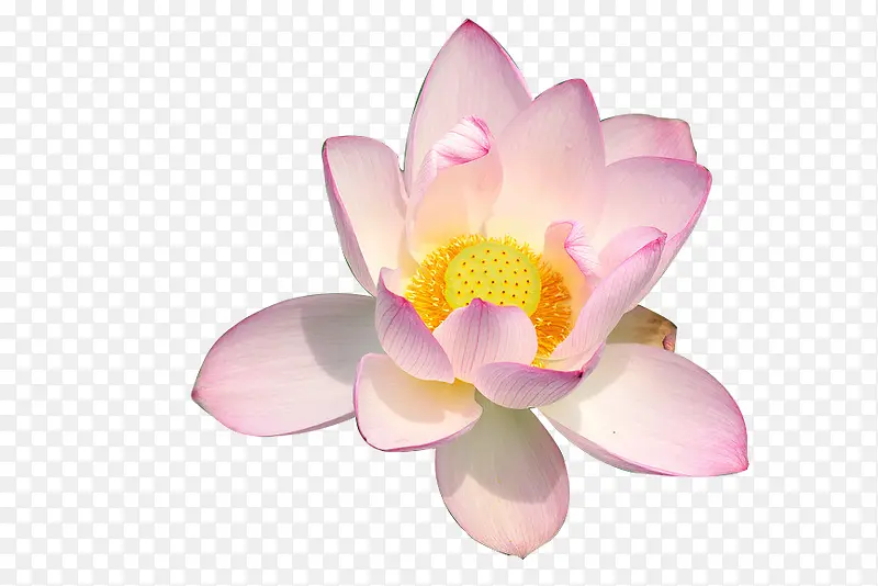 ��Ӱ�ɻ�-������