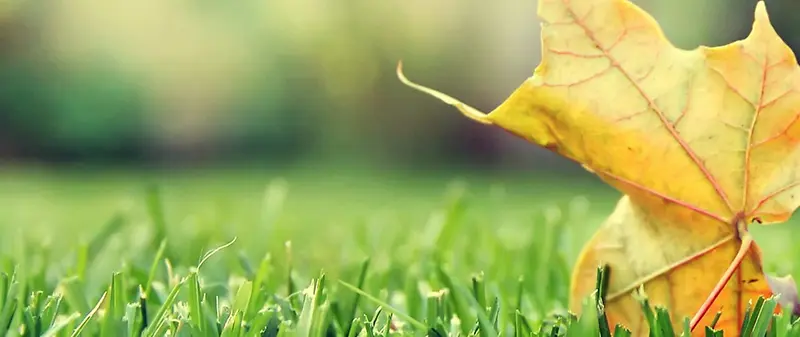 ��ˬ������Ҷ��������-������