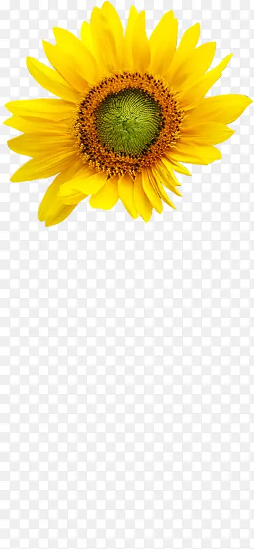 ������Ӱ��ɫ�������-������