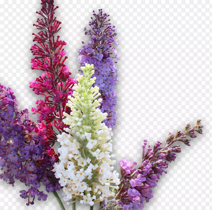 Ӣ��޹�²ݹ�ľ-������