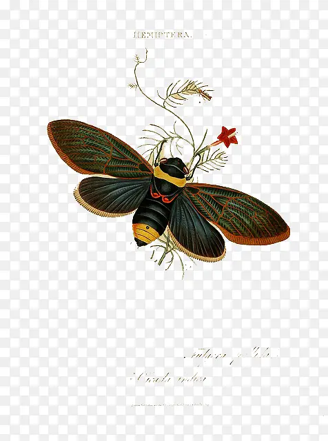 �ֻ����-������