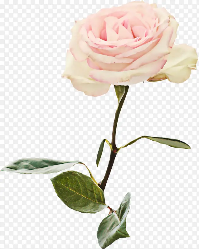 ������ɫ���Ż���-������