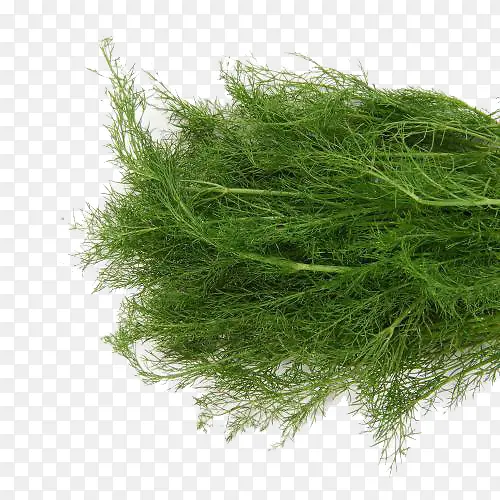 ��ɫ����-������