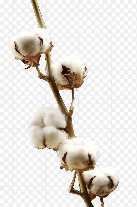 ��ɫ���޻�Ч����Ӱ-������