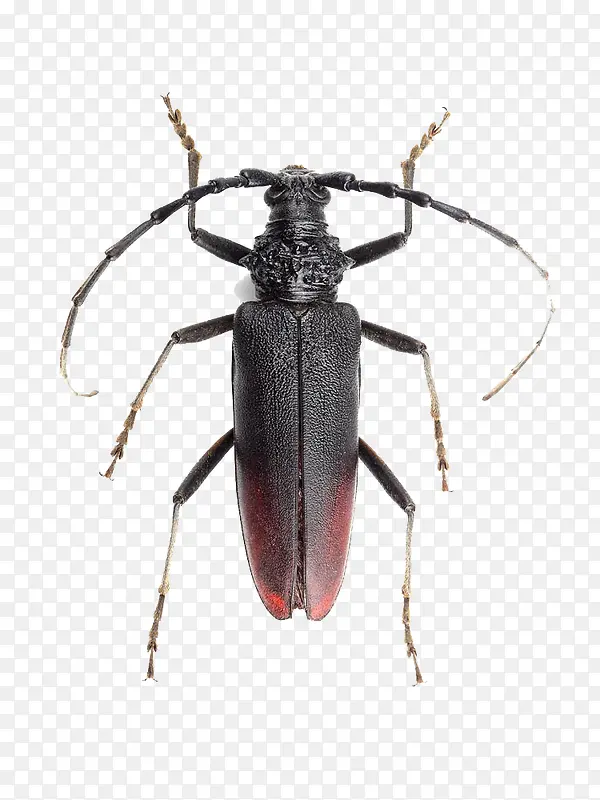 ���Ŵ����ǵ������������ز�-������