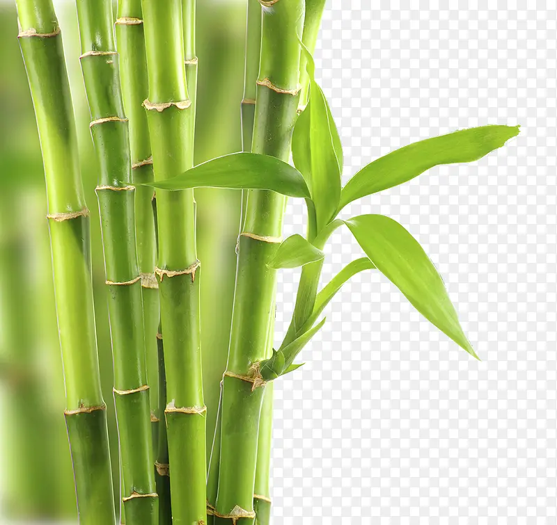 ������Ҷ����-������