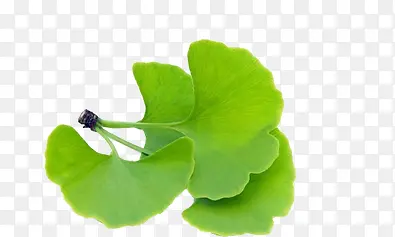 ������Ӱ��ɫ�ĵ���Ҷ��-������