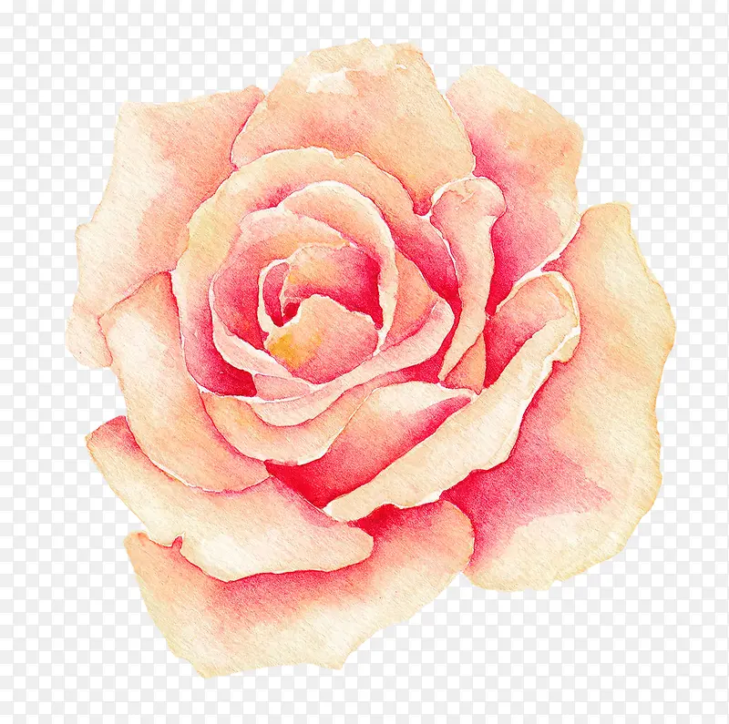 ˮ��õ�廨-������