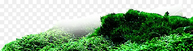 ��ֲ̦��-������