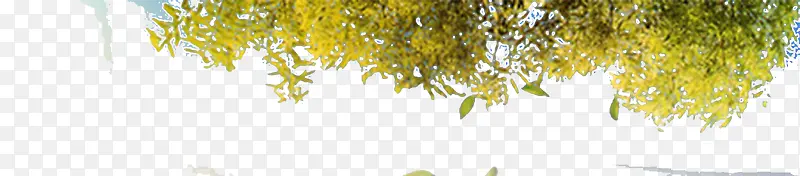 ������Ҷ�߿�-������