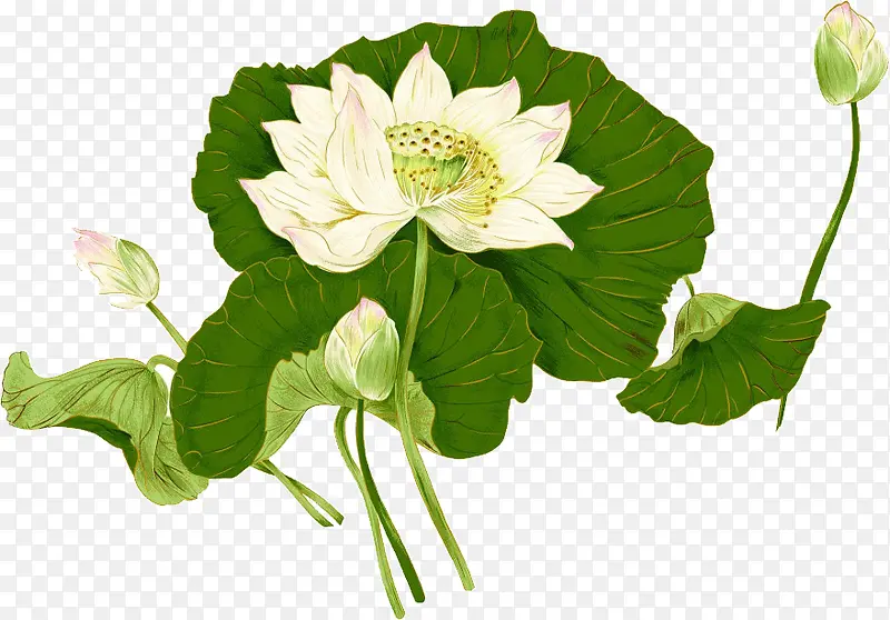 ��ɫ�ɻ�-������