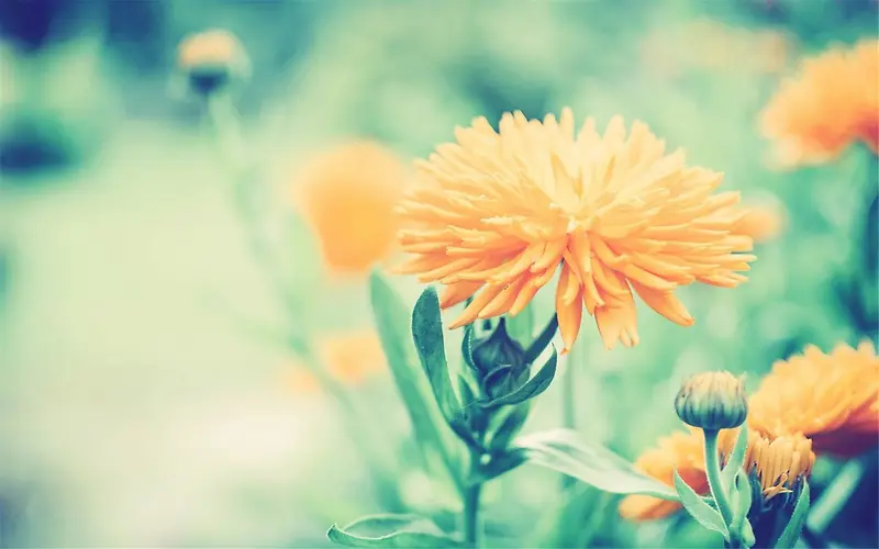 �̲ݵ��ϵĳ�ɫС����������-������