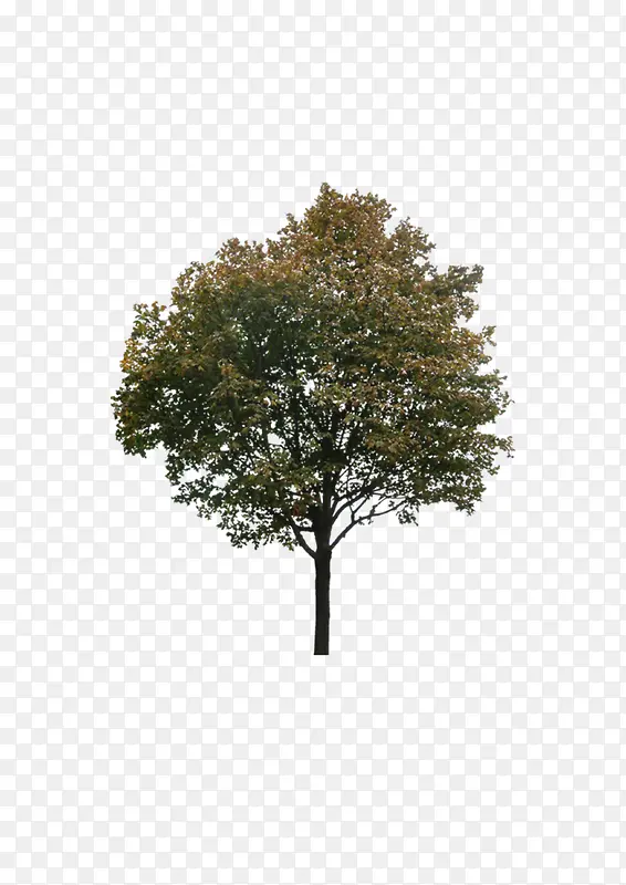 һ����������֦-������