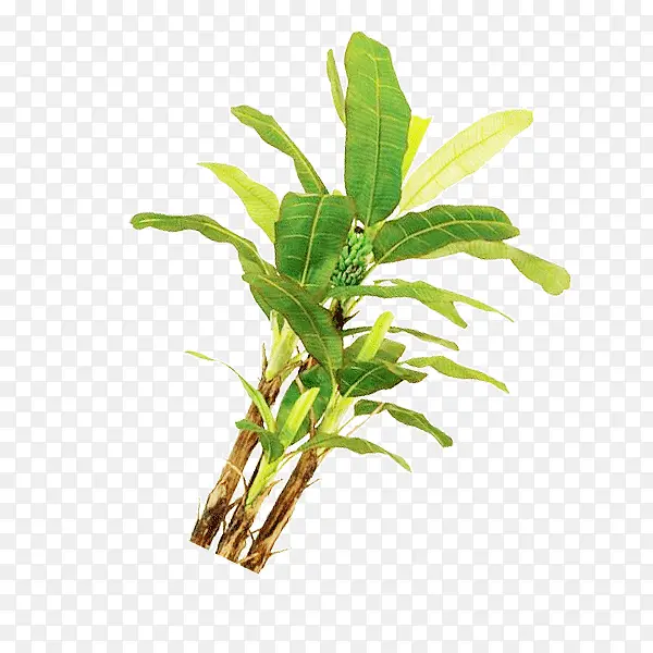 �Ž���ʵ��ͼ-������