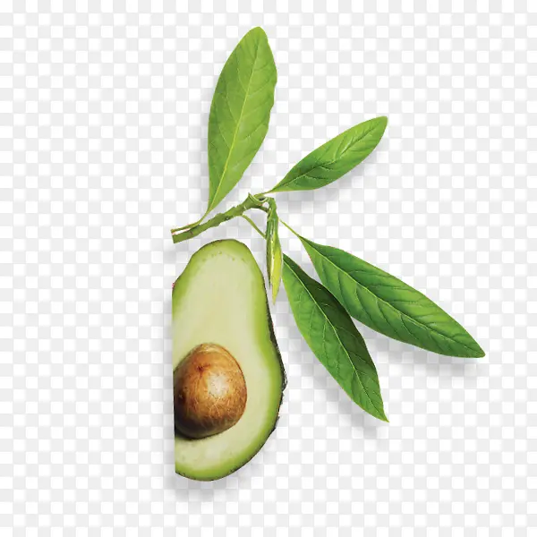 ��ɫֲ��ˮ������-������