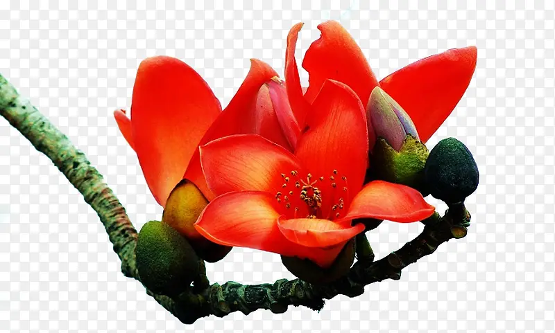 ��ɫľ�޻�����-������