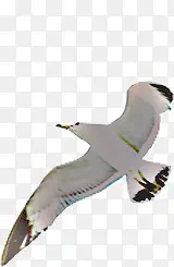 ��ɫ�ĺ�Ÿ-������